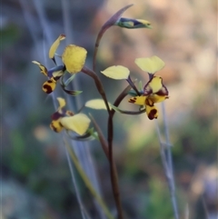 Diuris pardina at Kenny, ACT - suppressed