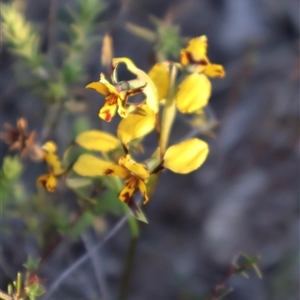 Diuris pardina at Kenny, ACT - suppressed