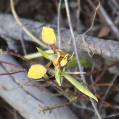 Diuris pardina at Kenny, ACT - suppressed