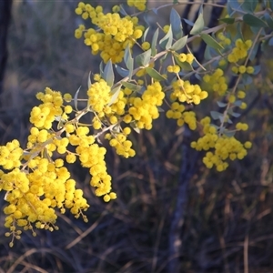 Acacia cultriformis at Kenny, ACT - 13 Sep 2024