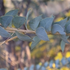 Acacia cultriformis at Kenny, ACT - 13 Sep 2024