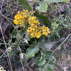 Berberis aquifolium (Oregon Grape) at Ainslie, ACT - 11 Sep 2024 by Clarel