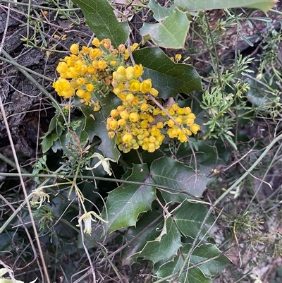 Berberis aquifolium (Oregon Grape) at Ainslie, ACT - 11 Sep 2024 by Clarel