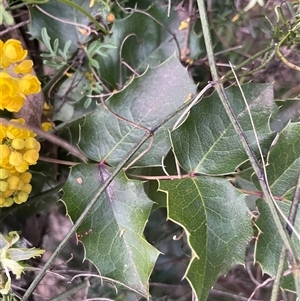 Berberis aquifolium at Ainslie, ACT - 11 Sep 2024