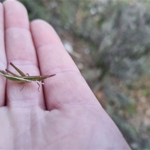 Keyacris scurra at Bungendore, NSW - 13 Sep 2024