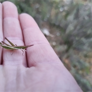 Keyacris scurra at Bungendore, NSW - 13 Sep 2024