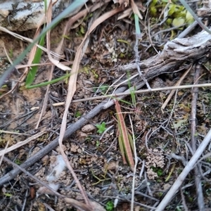 Keyacris scurra at Bungendore, NSW - suppressed