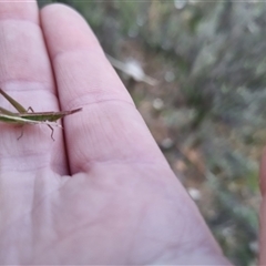 Keyacris scurra at Bungendore, NSW - 13 Sep 2024