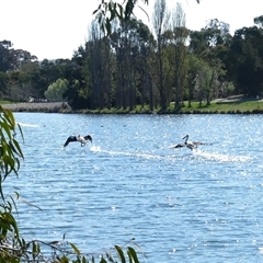 Pelecanus conspicillatus at Gungahlin, ACT - 13 Sep 2024