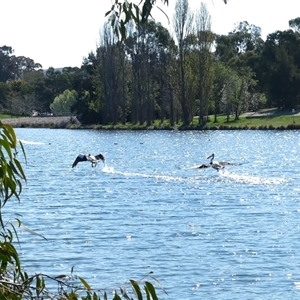 Pelecanus conspicillatus at Gungahlin, ACT - 13 Sep 2024