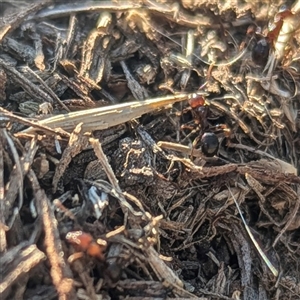 Papyrius sp. (genus) at Kambah, ACT - 13 Sep 2024