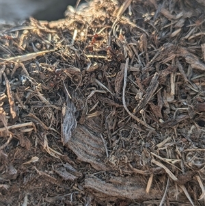 Papyrius sp. (genus) at Kambah, ACT - 13 Sep 2024