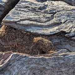 Papyrius sp. (genus) at Kambah, ACT - suppressed