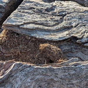 Papyrius sp. (genus) at Kambah, ACT - suppressed