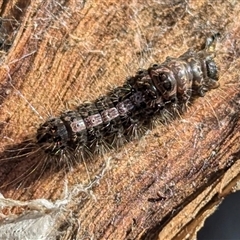 Euproctis edwardsii (Mistletoe Browntail Moth) at Kambah, ACT - 13 Sep 2024 by HelenCross