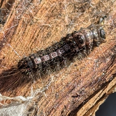 Unidentified Moth (Lepidoptera) at Kambah, ACT - 13 Sep 2024 by HelenCross