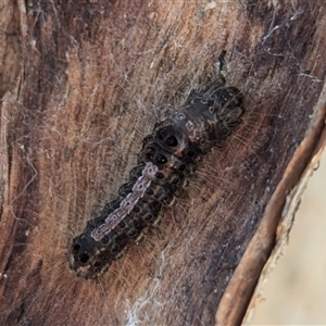Euproctis edwardsii at Kambah, ACT - 13 Sep 2024 03:09 PM
