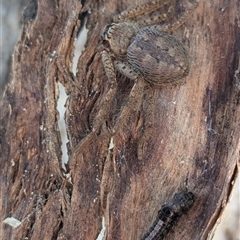 Euproctis edwardsii at Kambah, ACT - 13 Sep 2024 03:09 PM