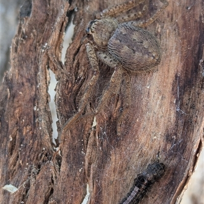 Isopedella pessleri (A huntsman spider) at Kambah, ACT - 13 Sep 2024 by HelenCross