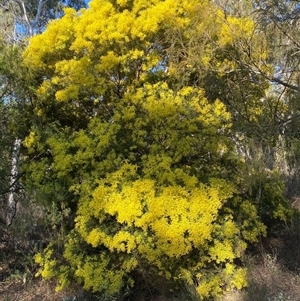 Acacia fimbriata at Bruce, ACT - 13 Sep 2024