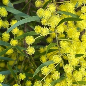 Acacia fimbriata at Bruce, ACT - 13 Sep 2024