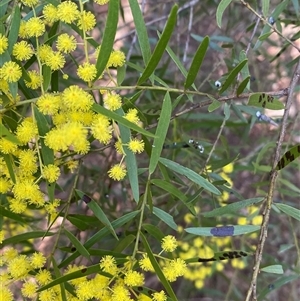 Acacia fimbriata at Bruce, ACT - 13 Sep 2024