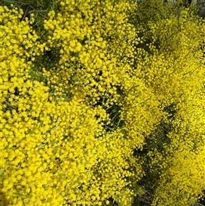 Acacia fimbriata at Bruce, ACT - 13 Sep 2024