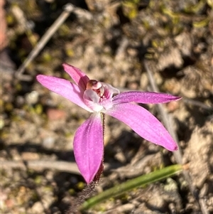 Caladenia fuscata at Bruce, ACT - 13 Sep 2024