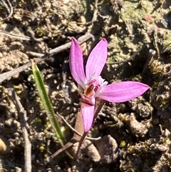 Caladenia fuscata at Bruce, ACT - suppressed