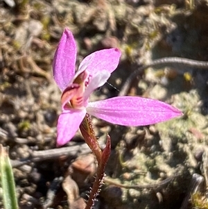 Caladenia fuscata at Bruce, ACT - suppressed