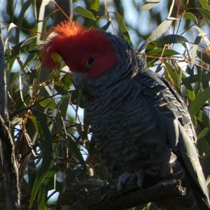 Callocephalon fimbriatum at Bruce, ACT - suppressed