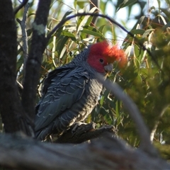 Callocephalon fimbriatum at Bruce, ACT - suppressed