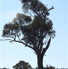 Cacatua galerita at Kambah, ACT - suppressed