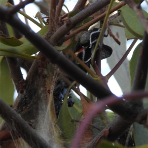 Delias harpalyce at Kambah, ACT - 13 Sep 2024 03:25 PM