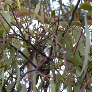 Delias harpalyce at Kambah, ACT - 13 Sep 2024 03:25 PM