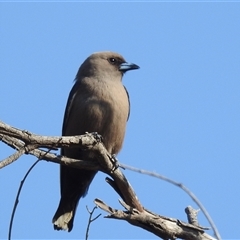 Artamus cyanopterus cyanopterus (Dusky Woodswallow) at Kambah, ACT - 13 Sep 2024 by HelenCross