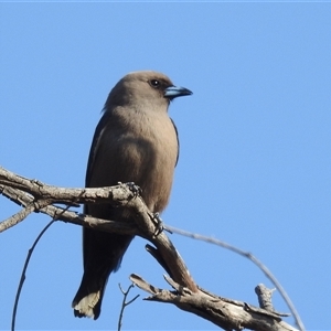 Artamus cyanopterus cyanopterus at Kambah, ACT - 13 Sep 2024