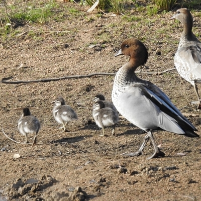 Chenonetta jubata (Australian Wood Duck) at Kambah, ACT - 13 Sep 2024 by HelenCross