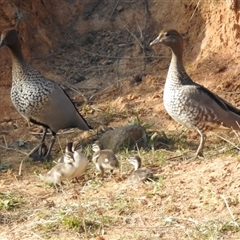 Chenonetta jubata at Kambah, ACT - 13 Sep 2024 03:47 PM