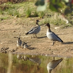 Chenonetta jubata at Kambah, ACT - 13 Sep 2024 03:47 PM