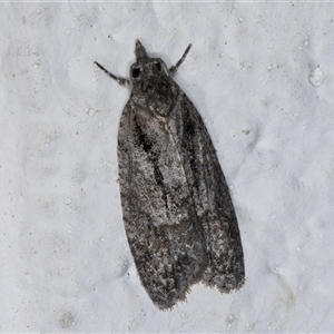 Palaeotoma styphelana at Melba, ACT - 12 Sep 2024