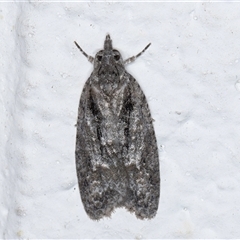 Palaeotoma styphelana at Melba, ACT - 12 Sep 2024 10:52 PM