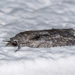 Palaeotoma styphelana at Melba, ACT - 12 Sep 2024