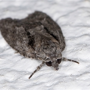 Palaeotoma styphelana at Melba, ACT - 12 Sep 2024