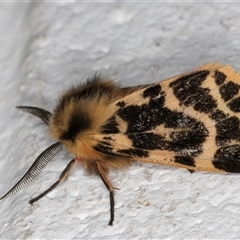 Ardices curvata (Crimson Tiger Moth) at Evatt, ACT - 12 Sep 2024 by kasiaaus