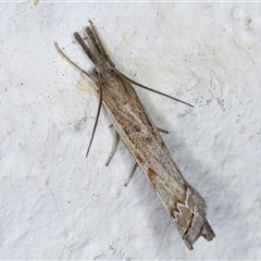Ptochostola microphaeellus (A Crambid moth) at Melba, ACT - 12 Sep 2024 by kasiaaus