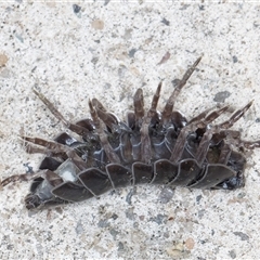 Armadillidium vulgare (Slater bug, woodlouse, pill bug, roley poley) at Melba, ACT - 12 Sep 2024 by kasiaaus