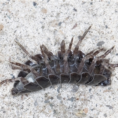 Armadillidium vulgare (Slater bug, woodlouse, pill bug, roley poley) at Melba, ACT - 12 Sep 2024 by kasiaaus