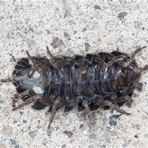 Armadillidium vulgare at Melba, ACT - 12 Sep 2024