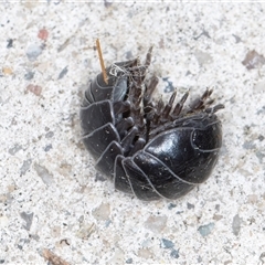 Armadillidium vulgare at Melba, ACT - 12 Sep 2024 10:56 PM